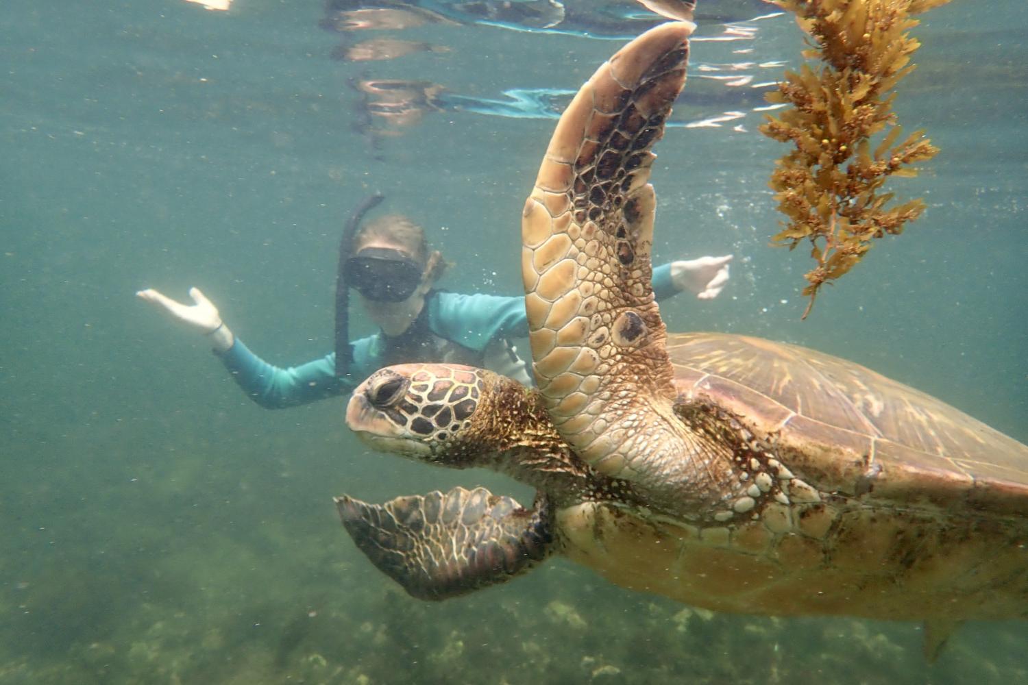一名<a href='http://s.freakempire.com'>bv伟德ios下载</a>学生在Galápagos群岛游学途中与一只巨龟游泳.